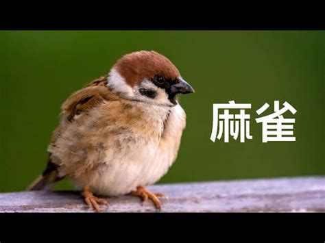 自來鳥麻雀|【自來鳥麻雀】自來鳥麻雀飛進家裡！吉？兇？風水解析讓你一切。